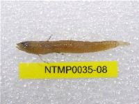 藏品(小骨鰧)的圖片